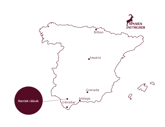 Iberisk råbuk i Spanien
