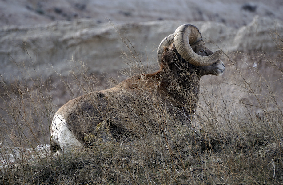 Mouflon i Spanien